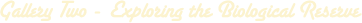 gallery_two